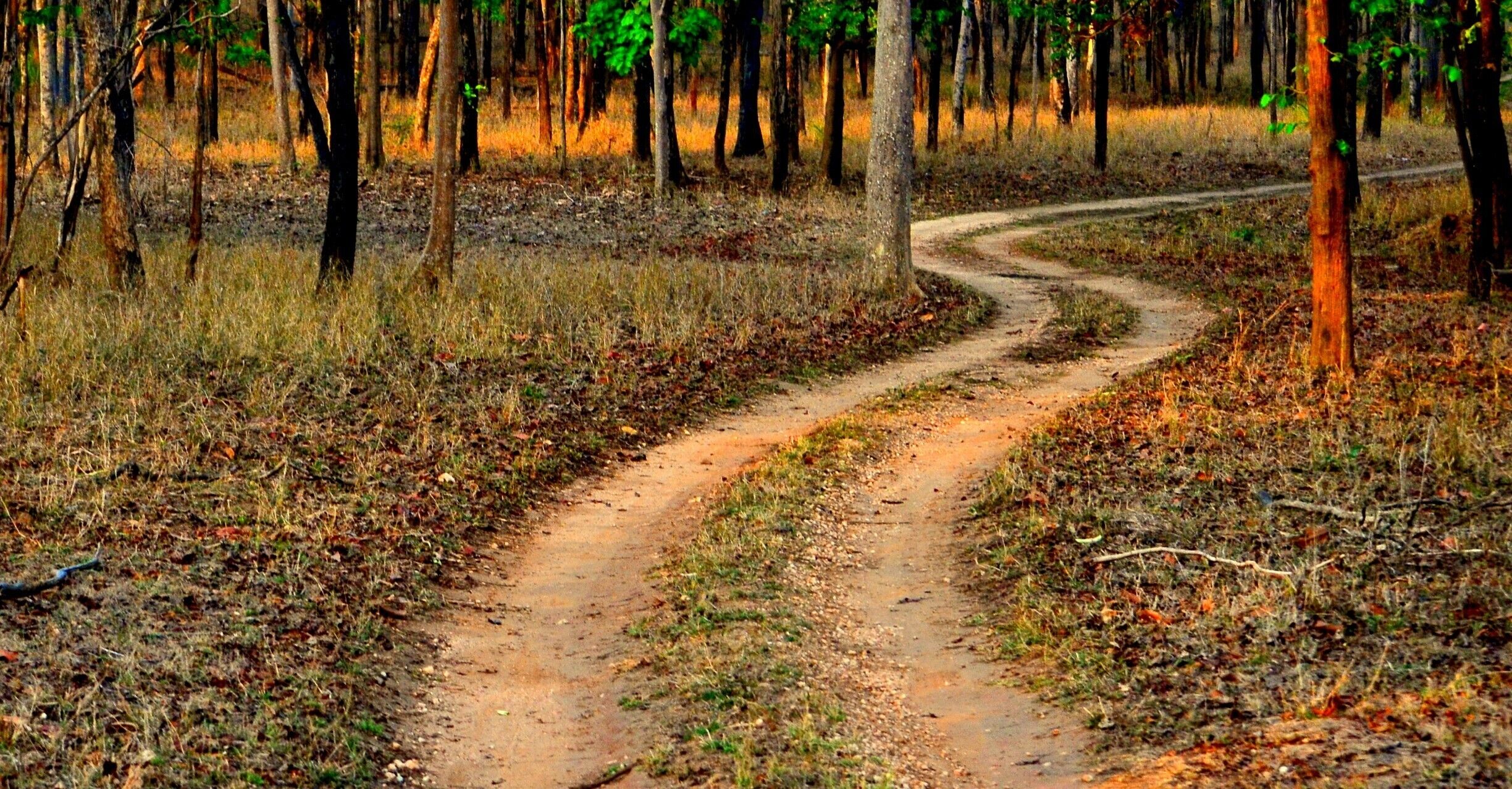 A winding dirt path through a forest with tall trees and dry grass.