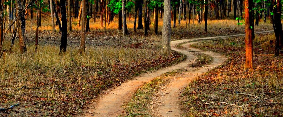 A winding dirt path through a forest with tall trees and dry grass.