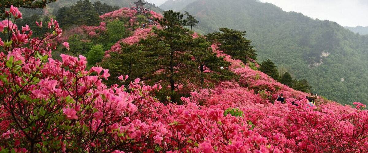 A hillside covered with pink azalea flowers and a pagoda in the background.