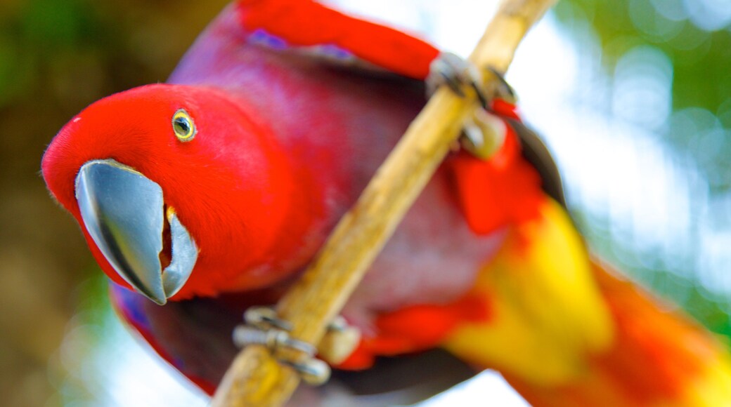 Bali Bird Park featuring bird life and zoo animals