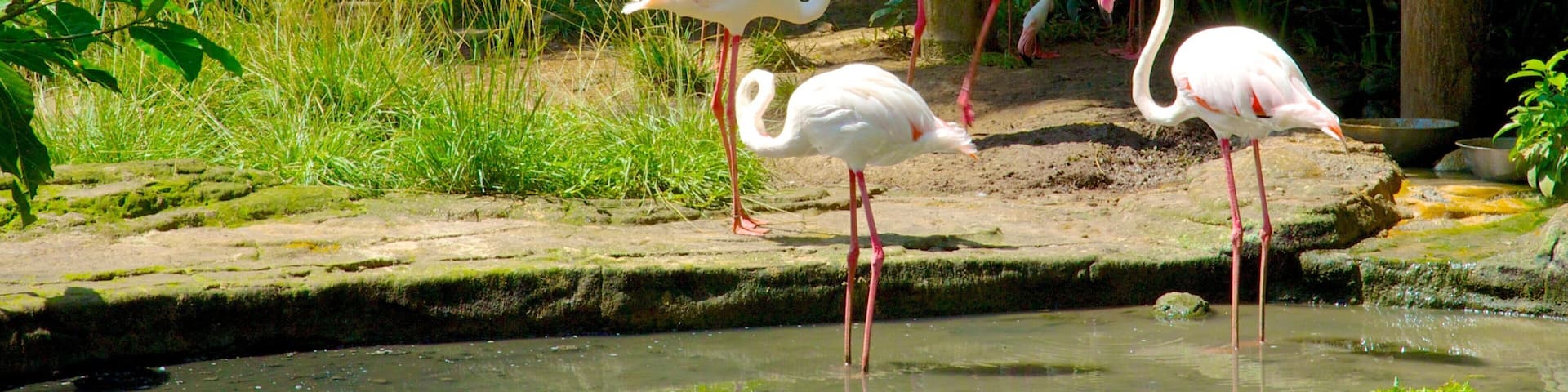 Bali Bird Park showing zoo animals, bird life and a pond