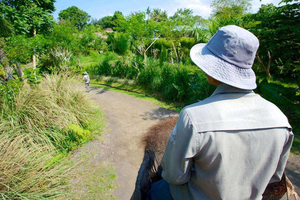 A person walking on a dirt path surrounded by lush greenery and trees.