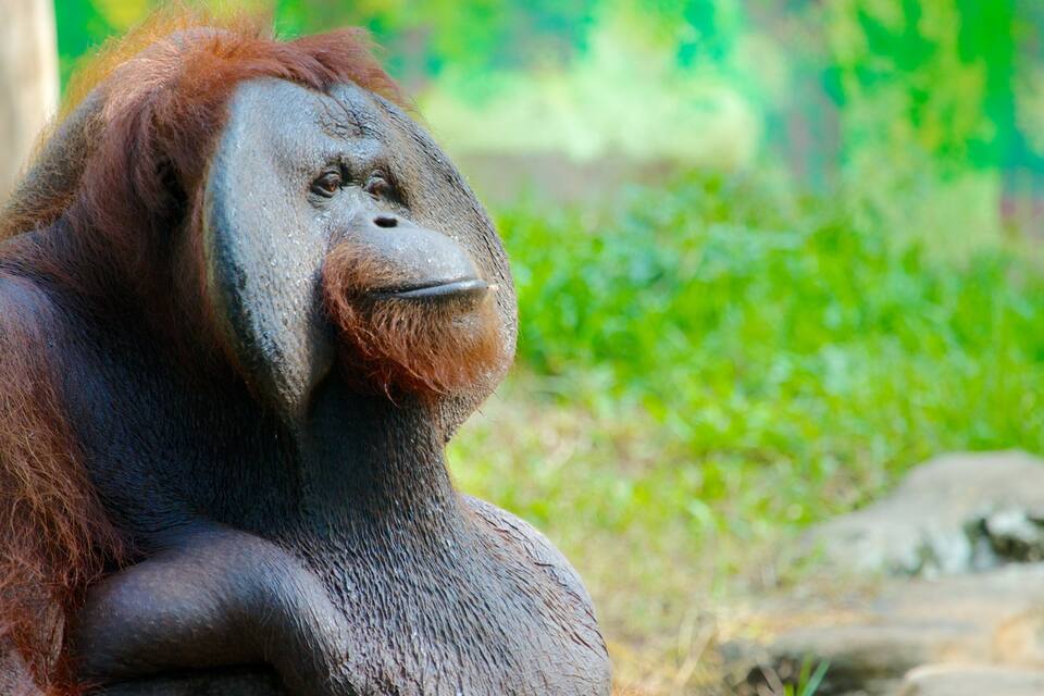An orangutan with reddish-brown fur sitting on a rock.