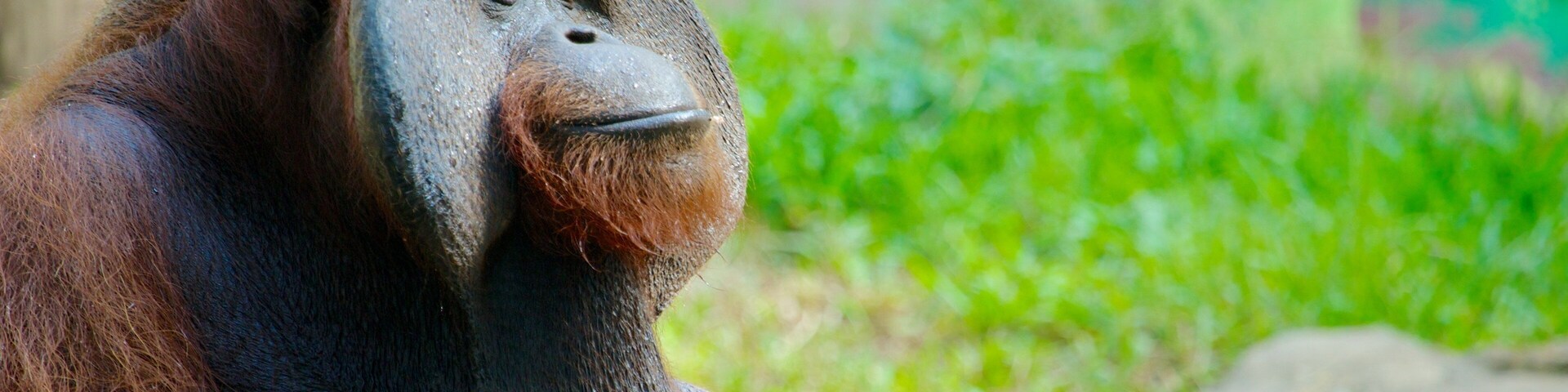 Zoo de Bali mettant en vedette animaux domestiques ou inoffensifs, animaux de zoo et animaux terrestres