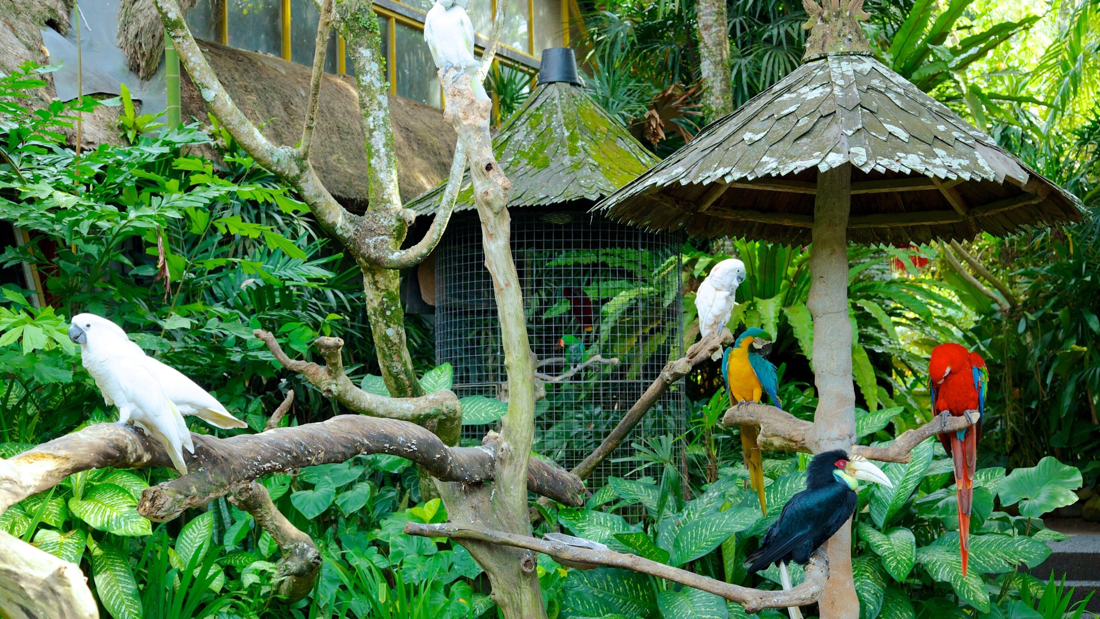 Blanco Museum showing bird life and zoo animals