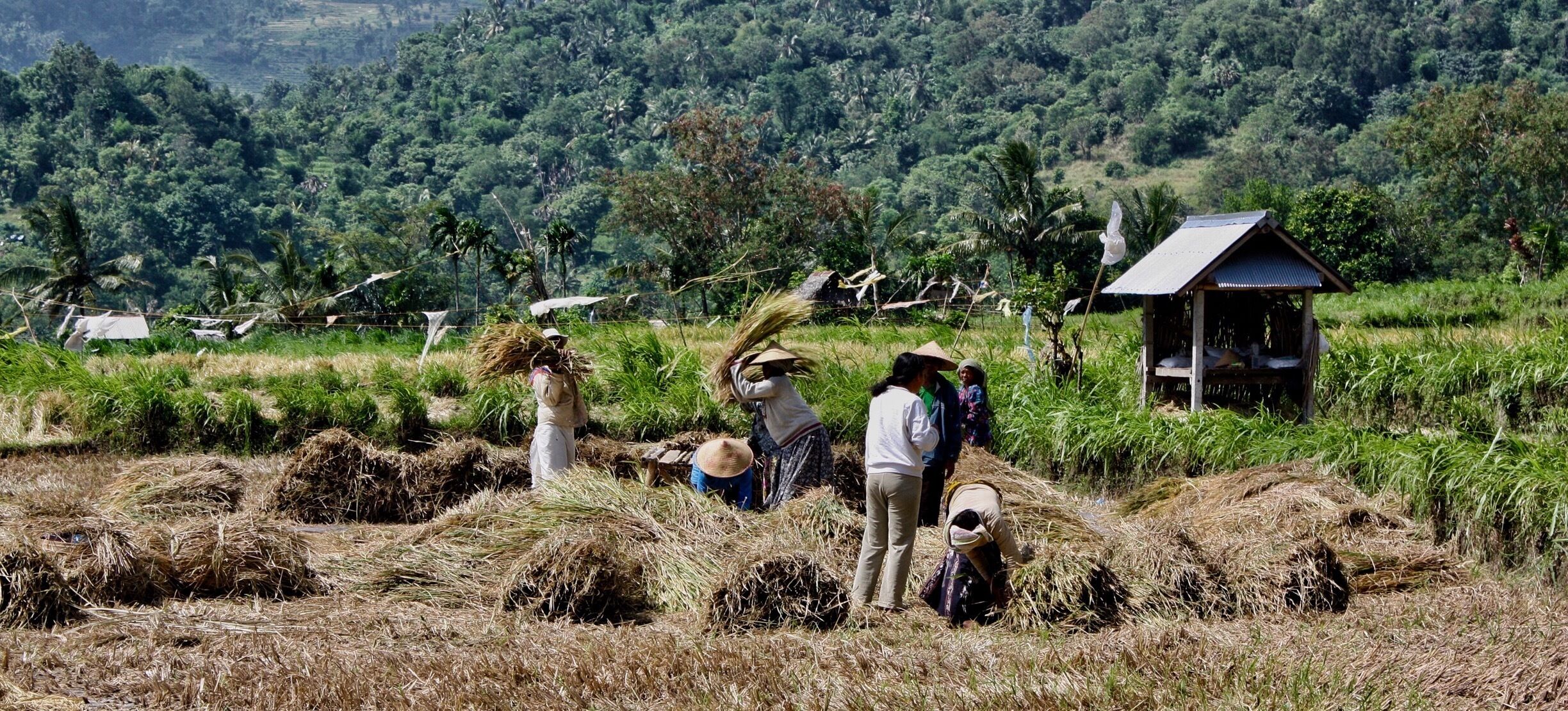 The crop of the rice