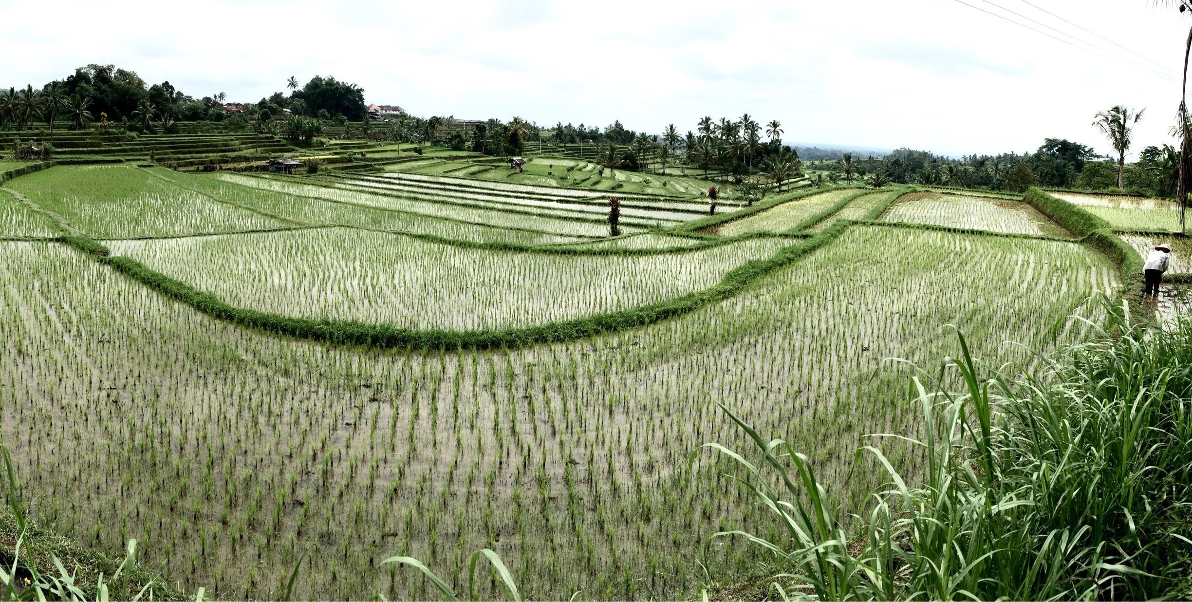 The old way of growing rica can be observed here!