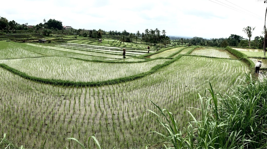 The old way of growing rica can be observed here!