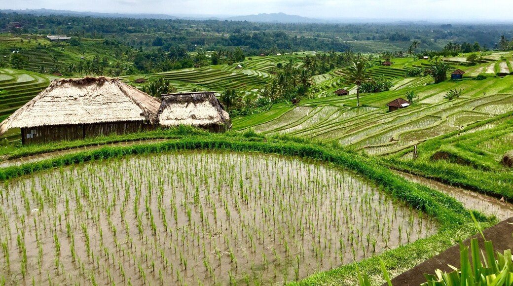 Very picturesque, very quiet and reasonably accessible if one has a car. Most tours to Bali do not visit this part of Bali though so you can actually have this area all to yourself!
