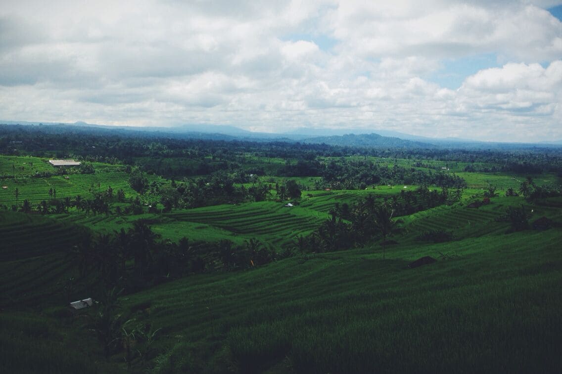 A lush green landscape with terraced fields and scattered trees.