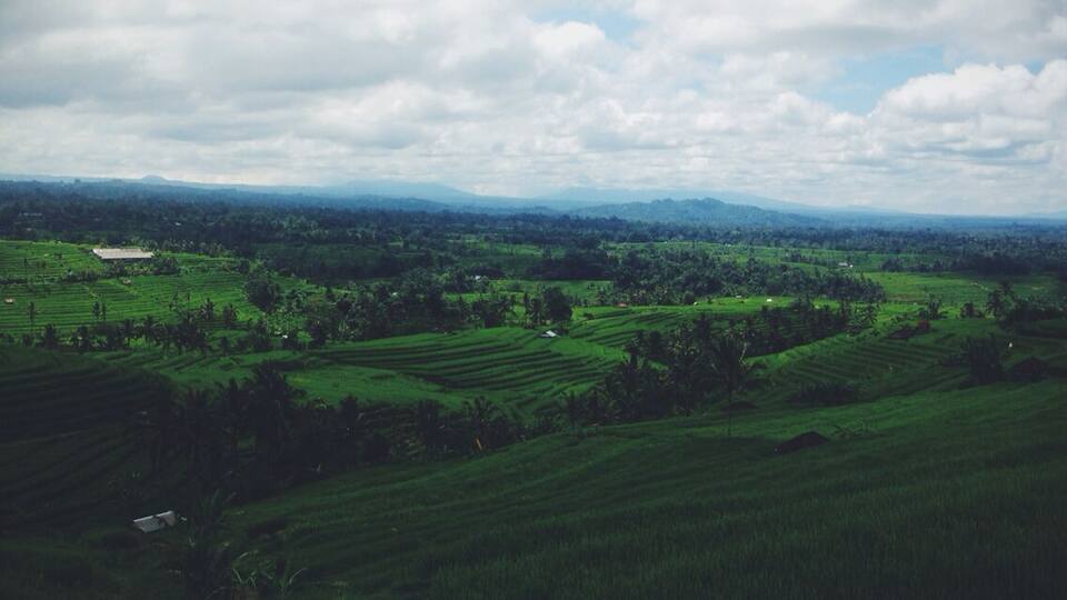 A lush green landscape with terraced fields and scattered trees.