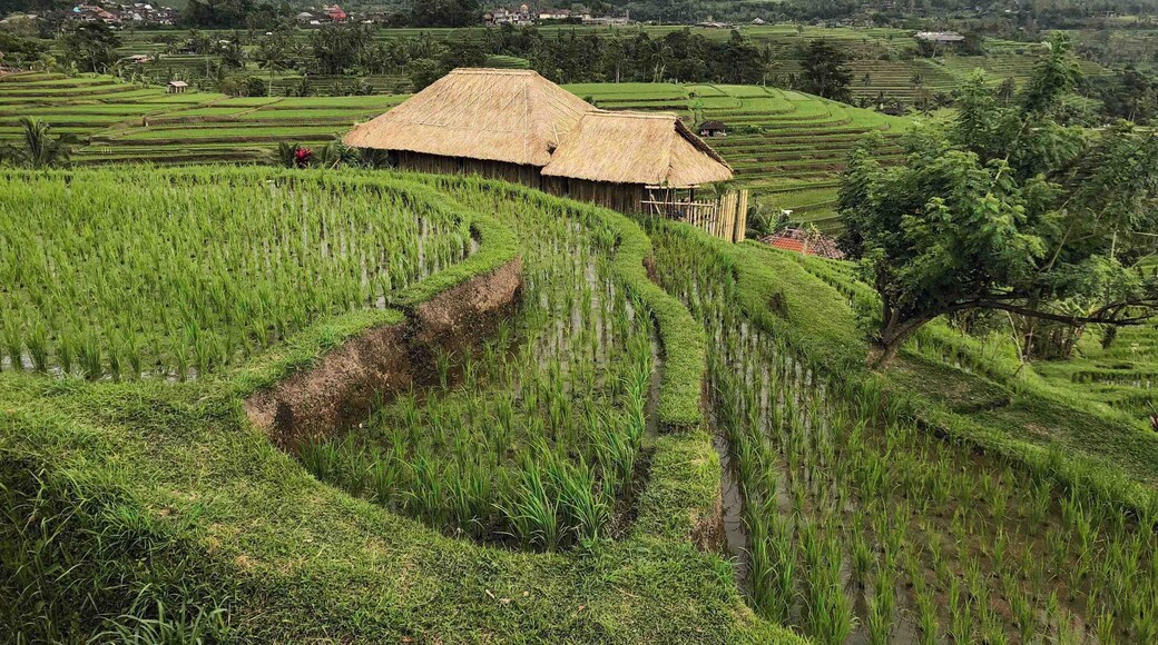 UNESCO World Heritage site since 2012, these rice terraces are ingenious and beautiful at the same time. The one thing not to miss in Bali.
