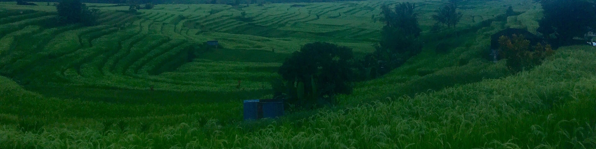 Jatiluwih Rice Terraces