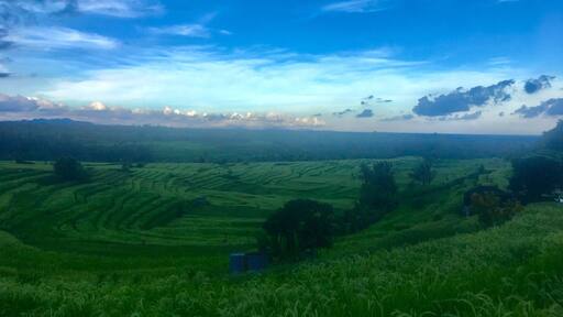 Jatiluwih Rice Terraces
