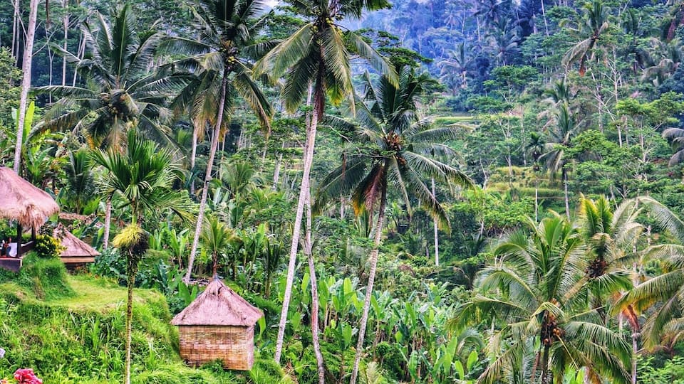 My best trip ever was to Bali....you can find beautiful mountains, volcanoes and beaches all at one island...and it is not very expensive either :) Weather is beautiful too. We started our stay from Kuta beach and moved up to Ubud. We took a cab from Ubud to Jatiluwih rice terraces and strolled around. It is beautiful ❤️ #Green #Bali #riceTerrace #Indonesia #coconutTrees