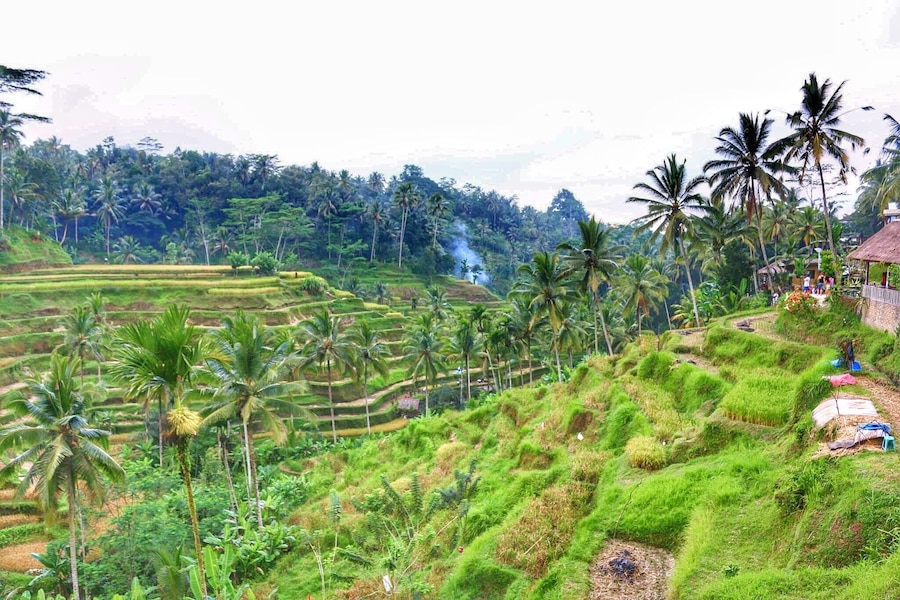 My best trip ever was to Bali....you can find beautiful mountains, volcanoes and beaches all at one island...and it is not very expensive either :) Weather is beautiful too. We started our stay from Kuta beach and moved up to Ubud. We took a cab from Ubud to Jatiluwih rice terraces and strolled around. It is beautiful ❤️ #Green #Bali #riceTerrace #Indonesia #coconutTrees