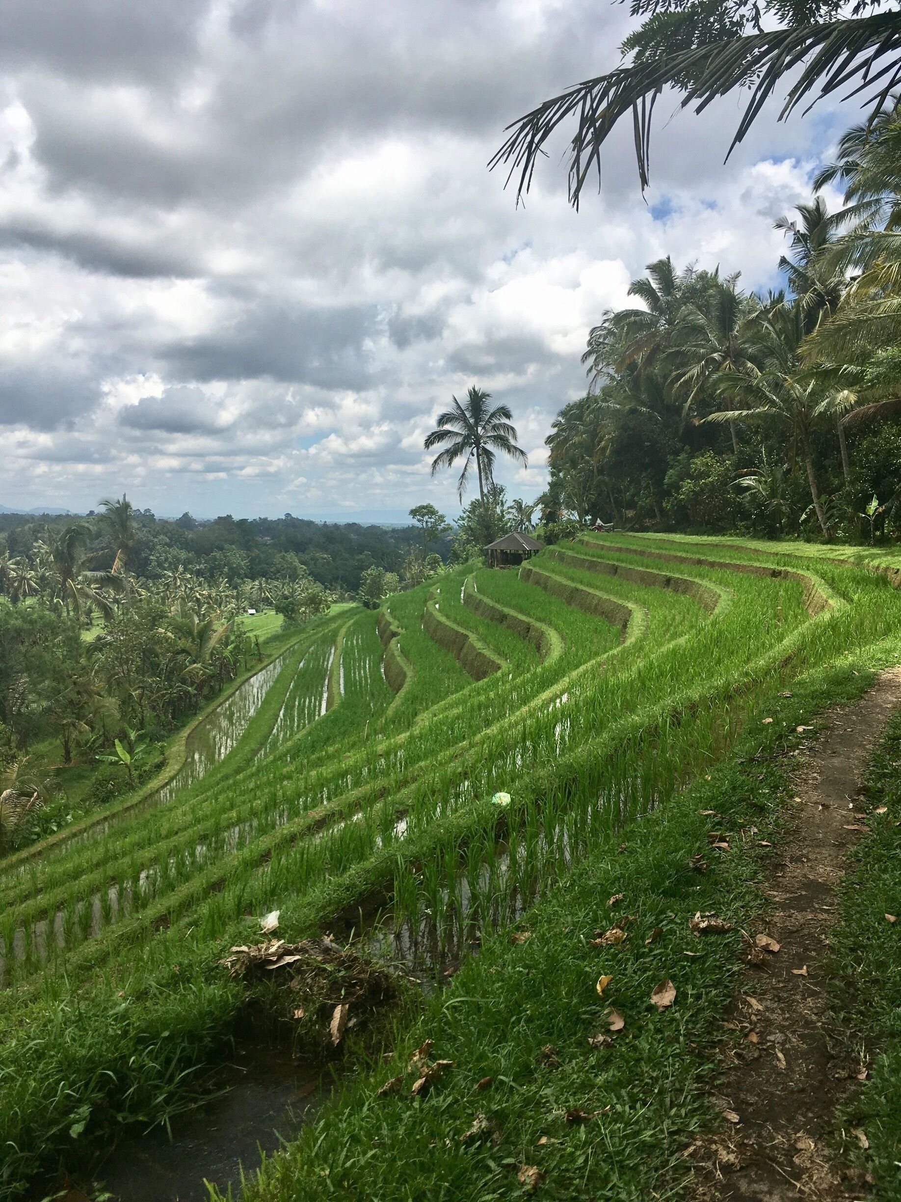 Campos de arroz en terrazas, palmeras y un cielo nublado.
