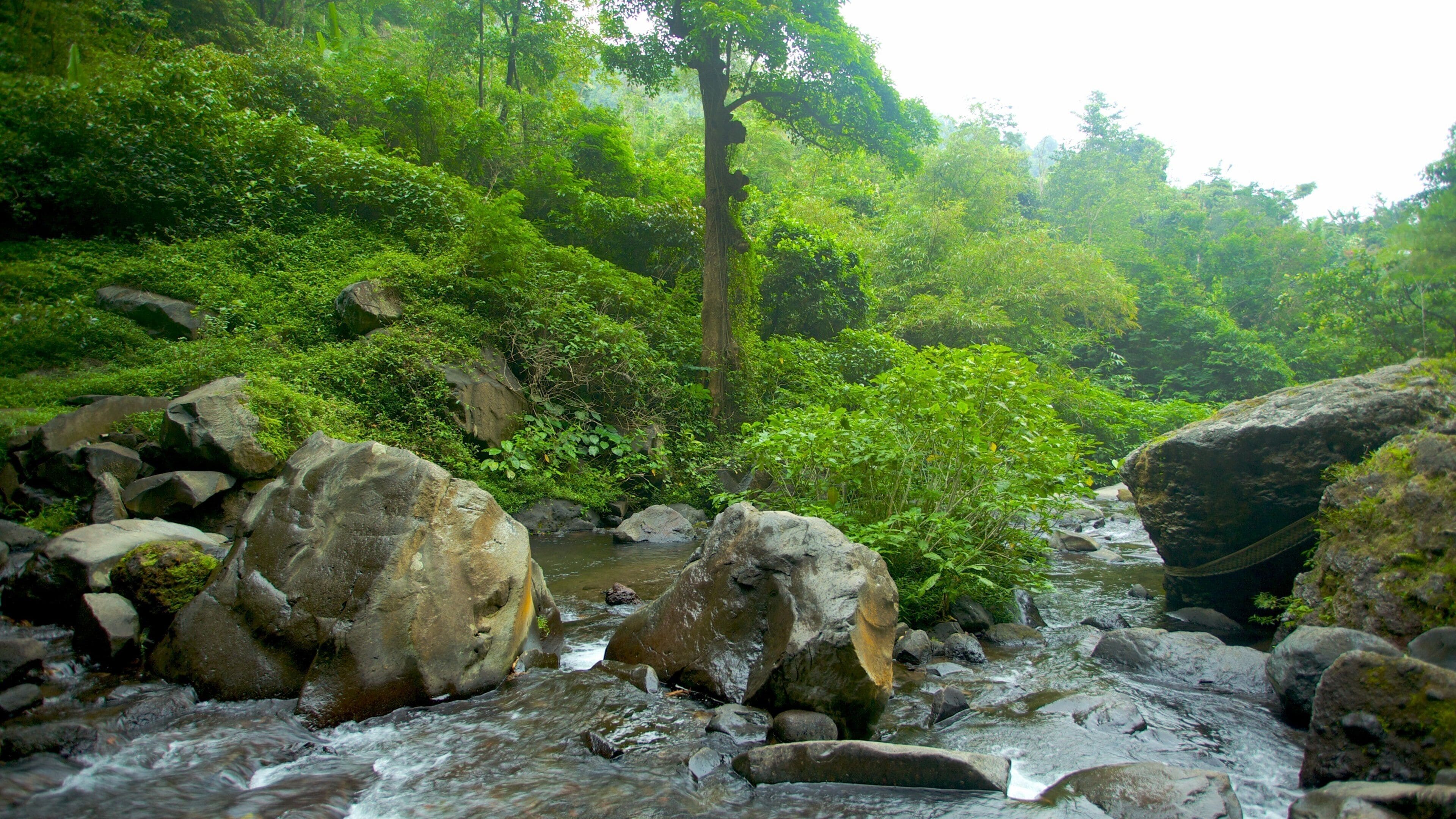 Cascada Gitgit que incluye selva y rápidos