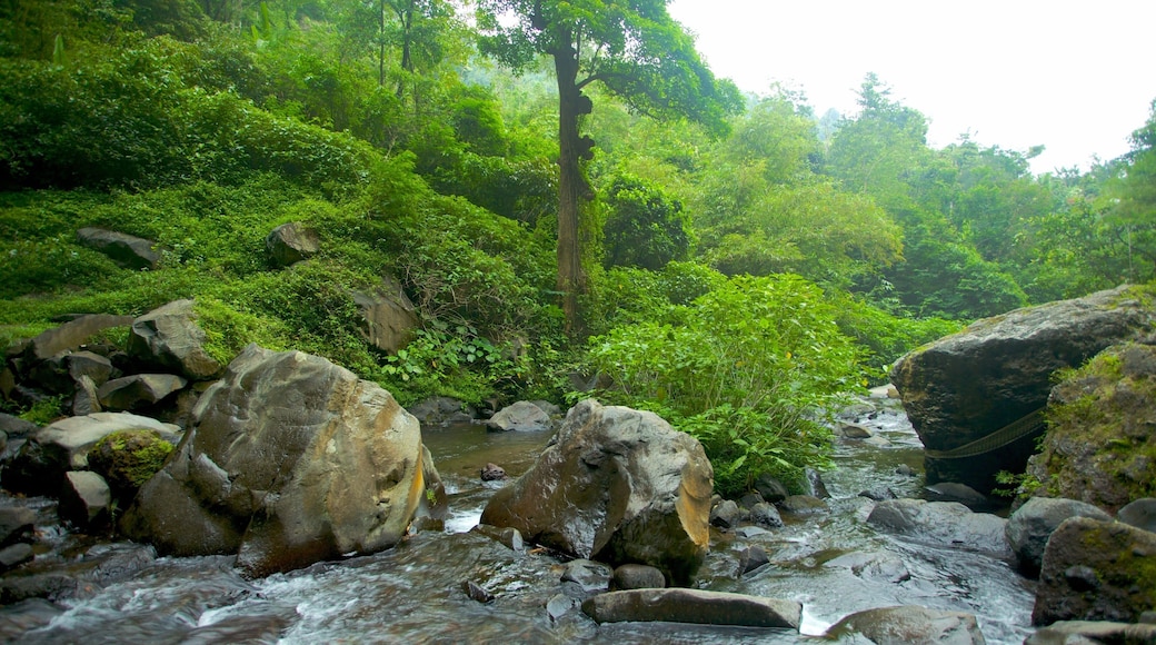 Gitgit Waterfall showing rainforest and rapids
