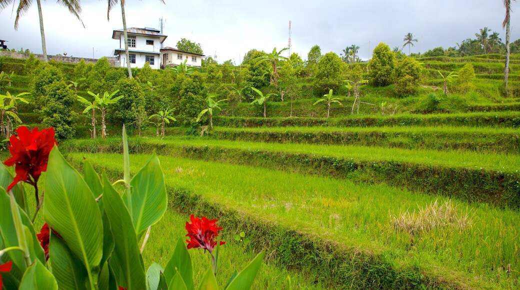 吉吉瀑布 其中包括 熱帶風景, 野花 和 農地