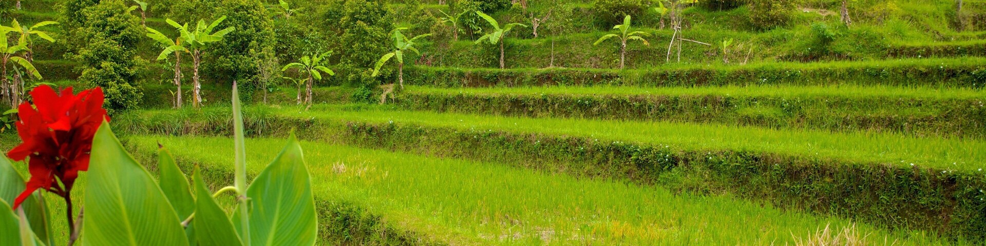 Cascada Gitgit mostrando flores salvajes, tierra de cultivo y escenas tropicales