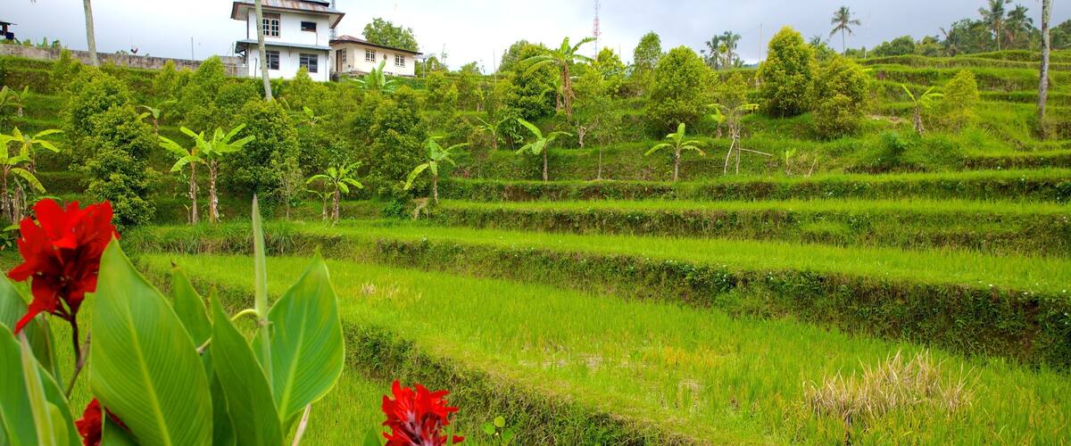 A lush green landscape with terraced rice fields, a white house, and palm trees.