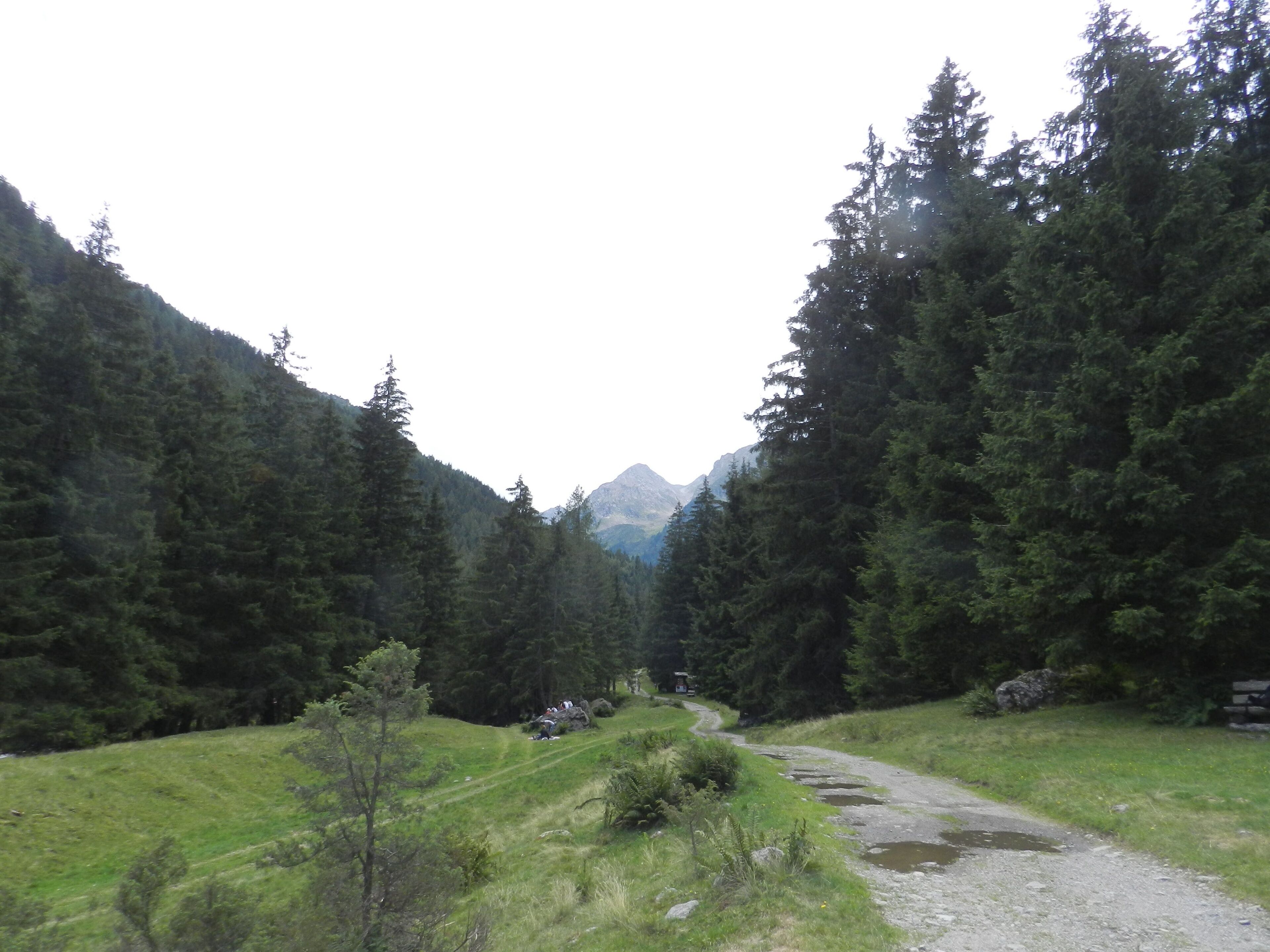 A forested valley with a dirt path leading towards distant mountains.