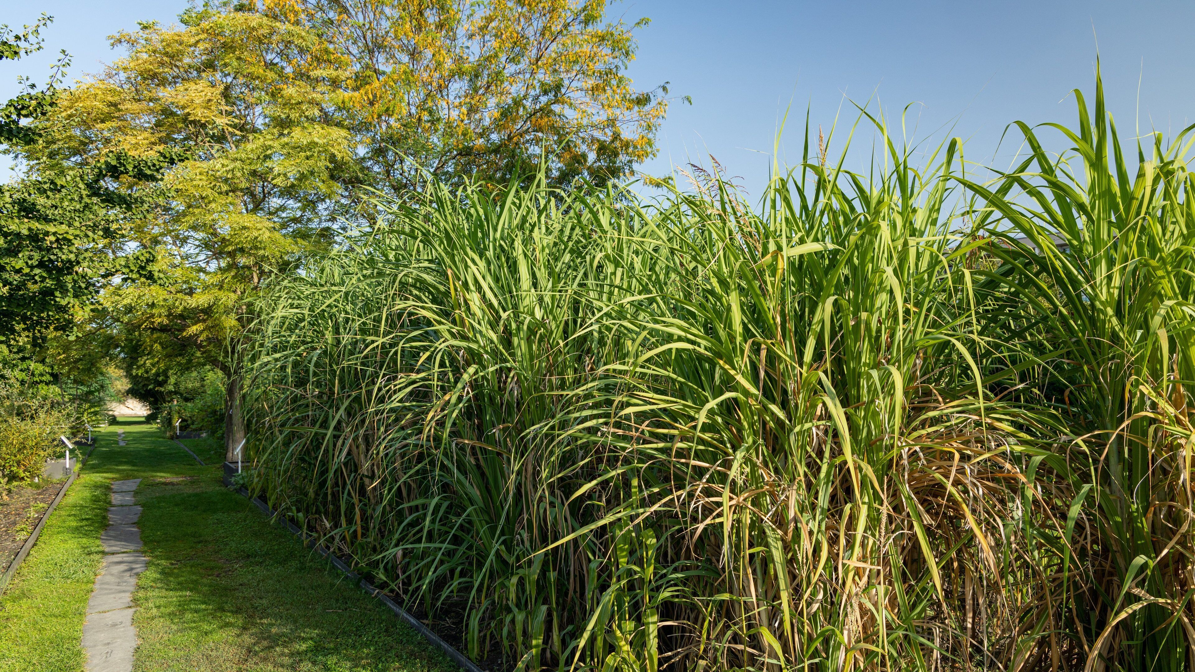 Bordeaux Botanical Garden