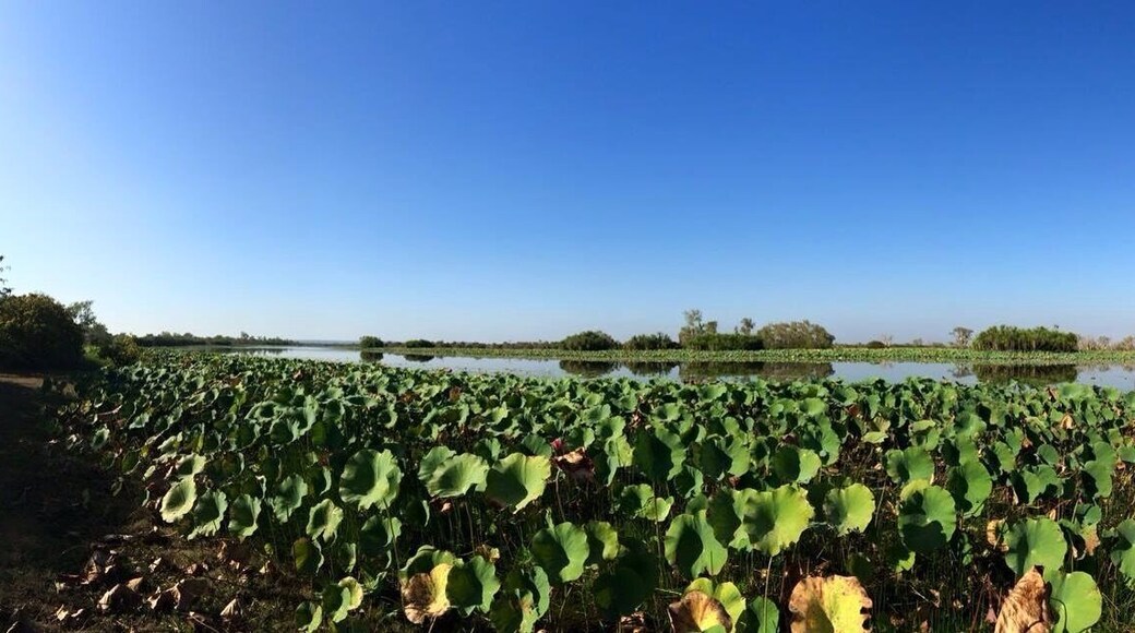 Looking for lillies and avoiding crocs!
The Mary River at Couzens Outlook in the #NorthernTerritory.
Off the beaten track, watched the sunset and then awoke to this the next morning.
I saw some beautiful pink lillies.
#iPhoneonly panorama
#SeeAustralia
#GoldenHour
