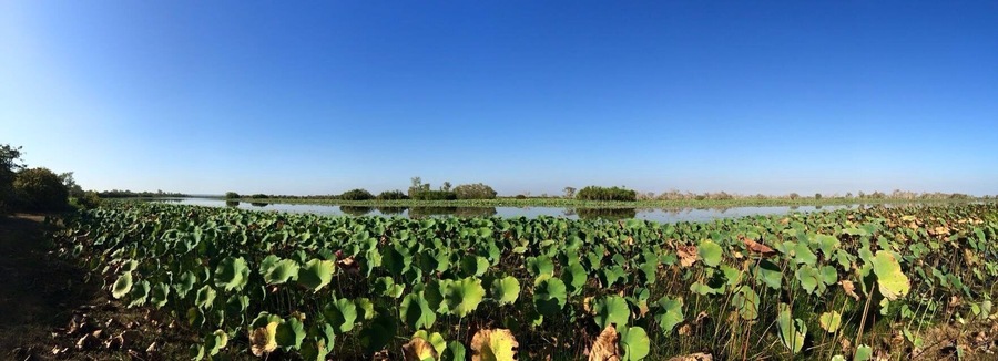 Looking for lillies and avoiding crocs!
The Mary River at Couzens Outlook in the #NorthernTerritory.
Off the beaten track, watched the sunset and then awoke to this the next morning.
I saw some beautiful pink lillies.
#iPhoneonly panorama
#SeeAustralia
#GoldenHour