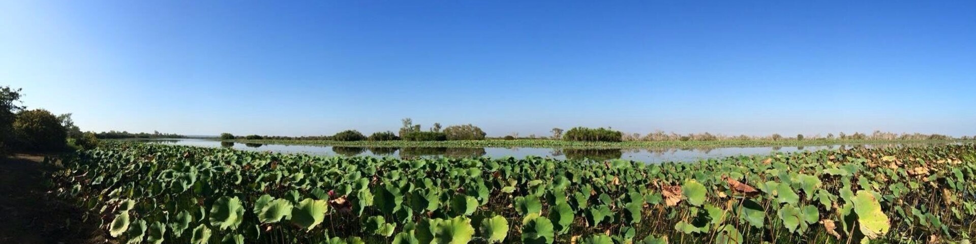 Looking for lillies and avoiding crocs!  
The Mary River at Couzens Outlook in the #NorthernTerritory.  
Off the beaten track, watched the sunset and then awoke to this the next morning.  
I saw some beautiful pink lillies.  
#iPhoneonly panorama
#SeeAustralia
#GoldenHour