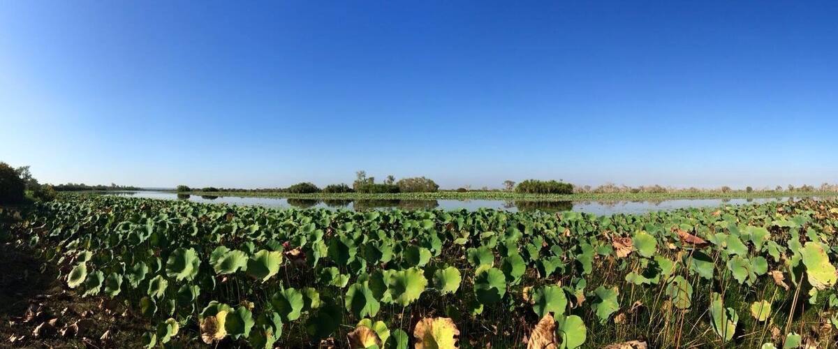 A water body surrounded by dense green foliage.