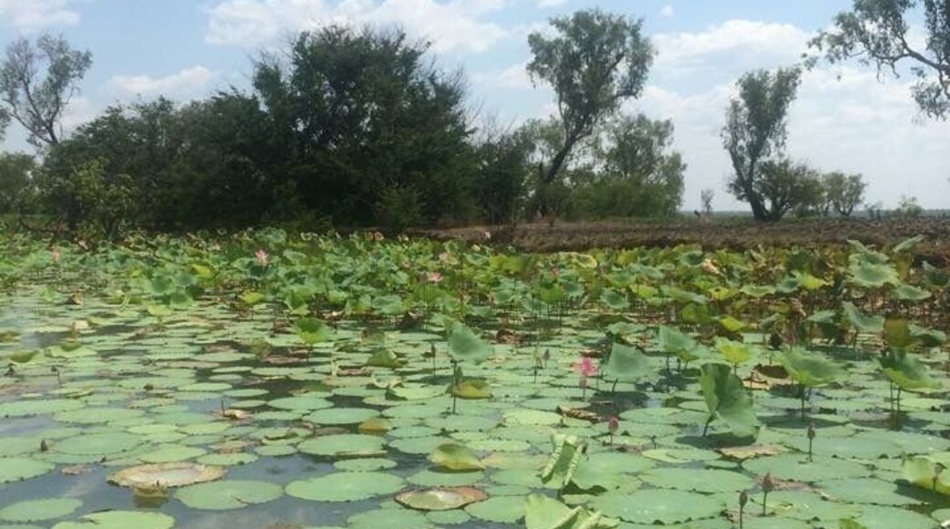 Croc cruise on Wildman River