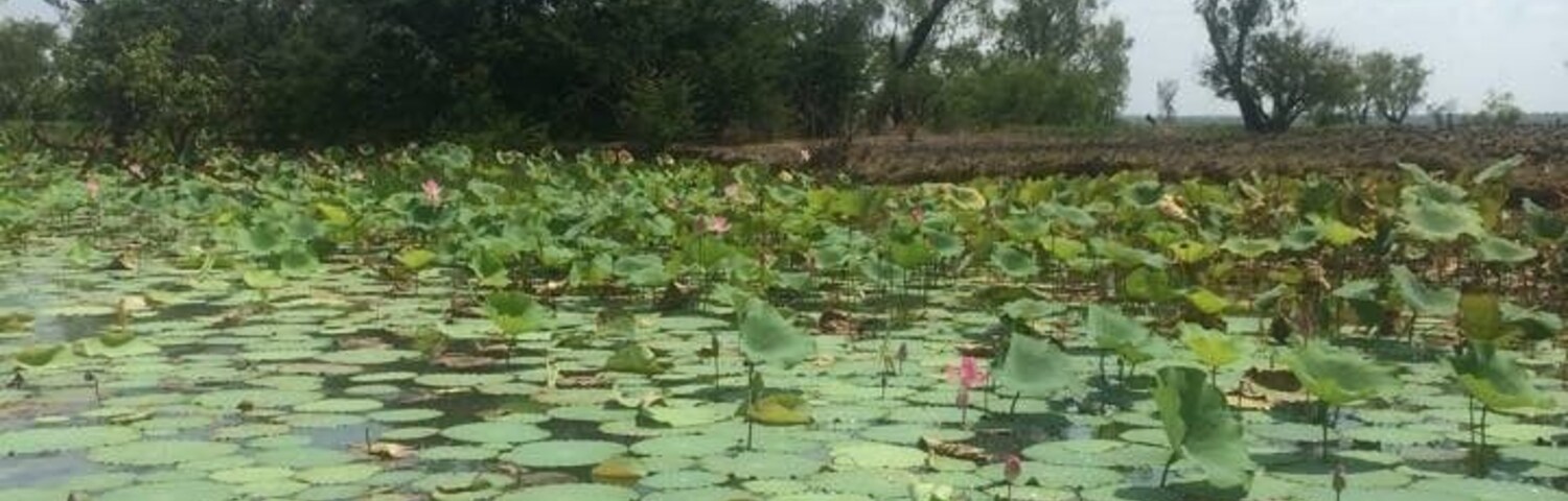 Croc cruise on Wildman River