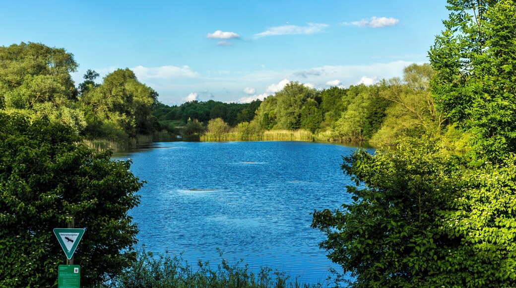 Der Riedteich im NSG Enkheimer Ried bei Frankfurt am Main - Bergen Enkheim