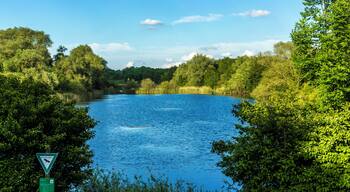 Der Riedteich im NSG Enkheimer Ried bei Frankfurt am Main - Bergen Enkheim