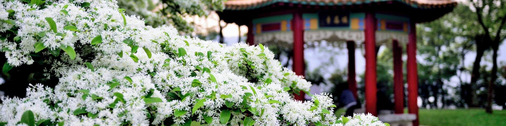 A traditional pavilion with a tiled roof, surrounded by lush greenery and white flowering trees.
