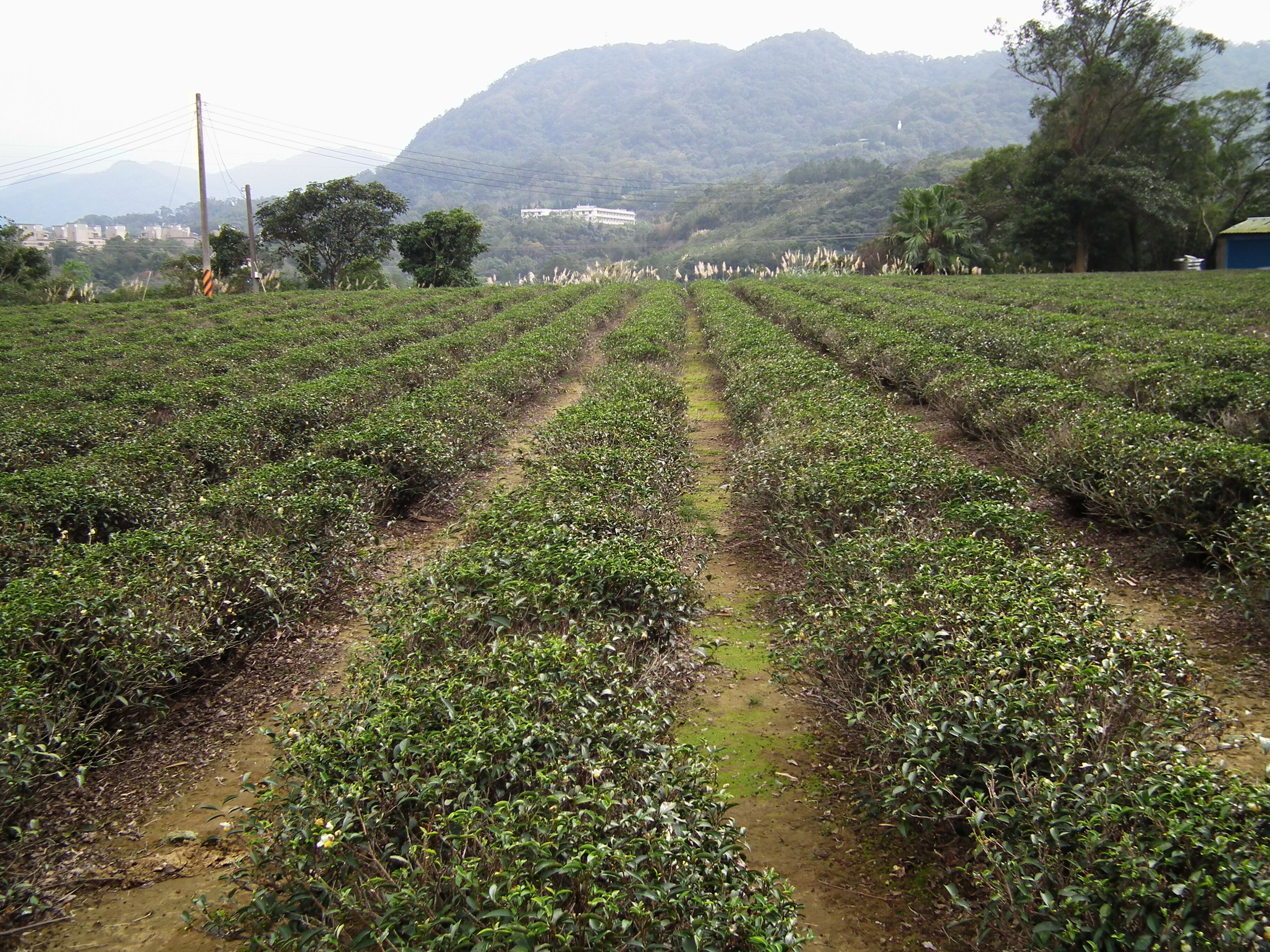 Sanlin Tea Plantation 三林茶園