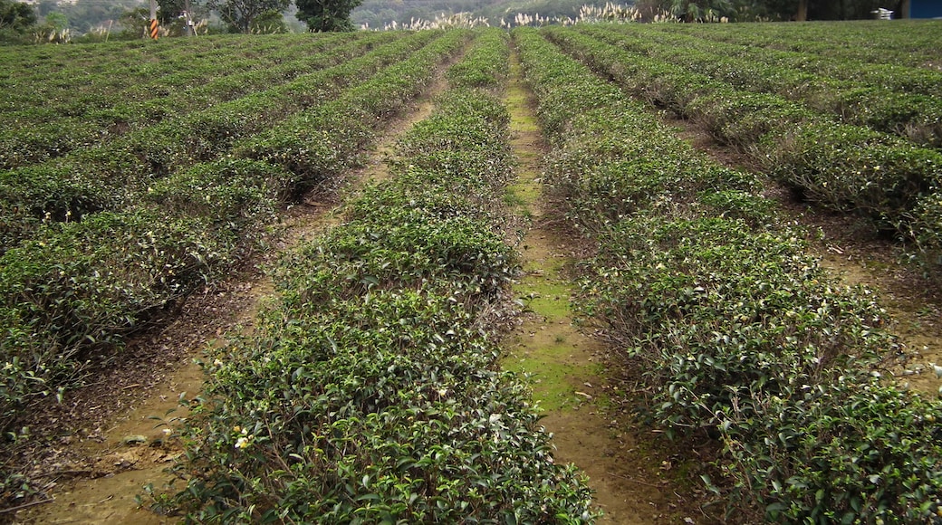 Sanlin Tea Plantation äžæè¶ć
