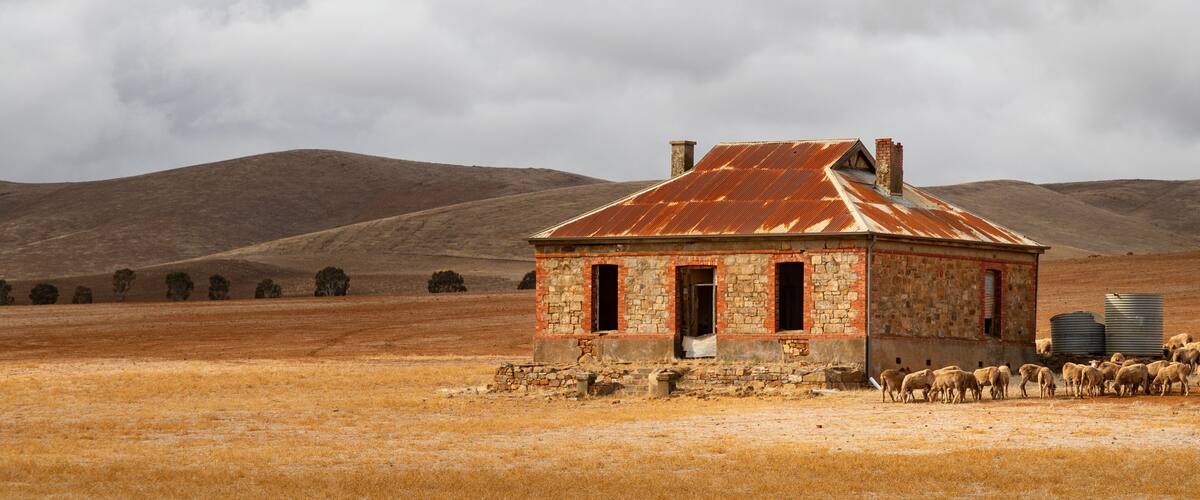 A rustic stone building with a corrugated metal roof, surrounded by a dry grass field and sheep.