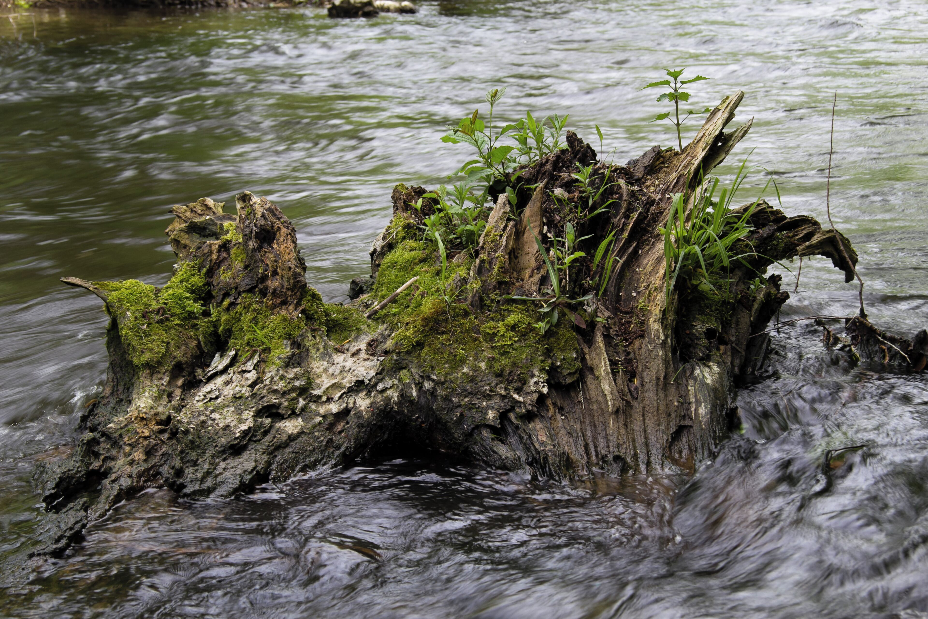 A stool in the biotope of the river Würm in Munich (Untermenzing). It is part of the protected landscape area of the Würm in Munich (LSG-00120.19).