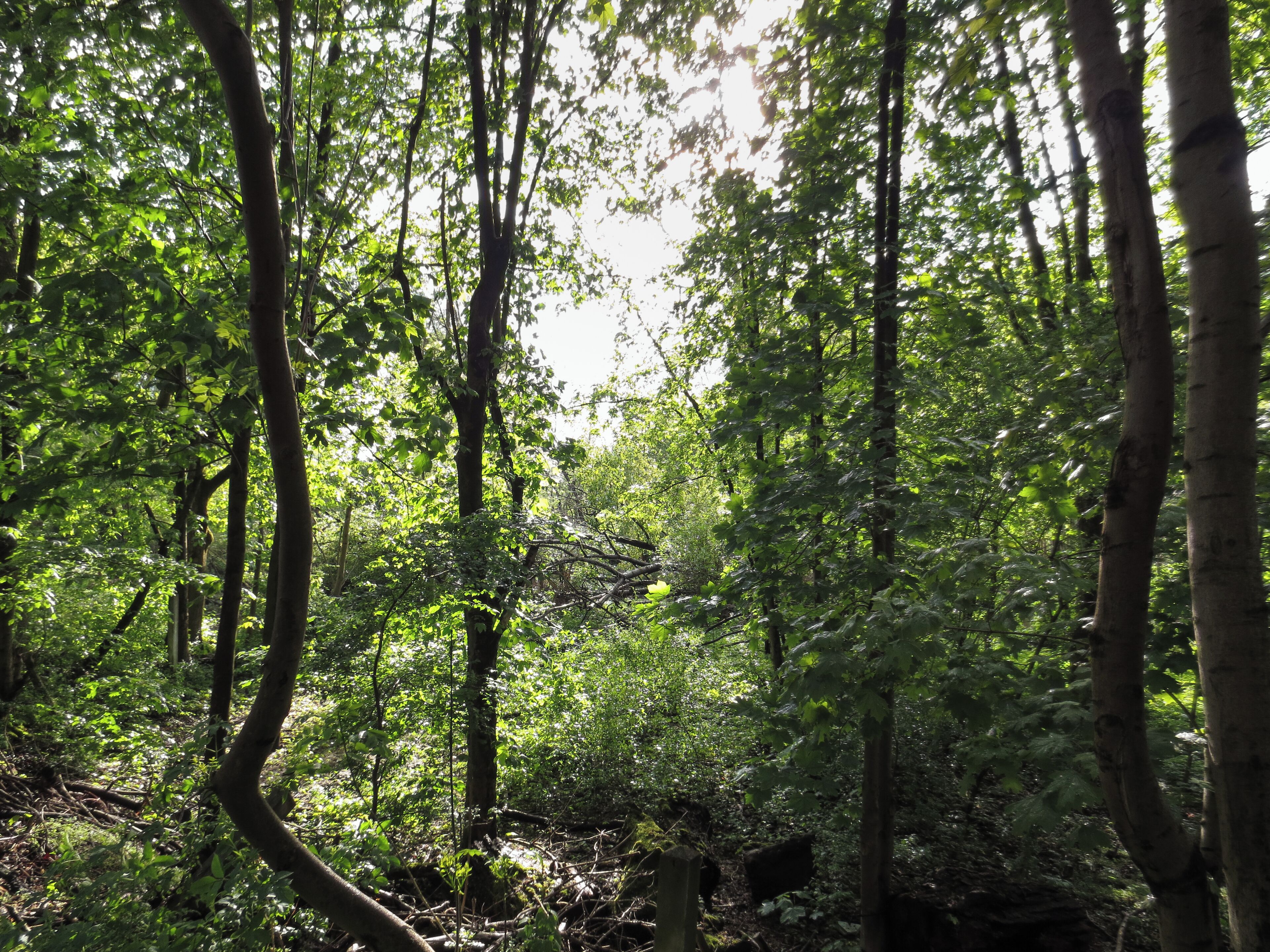 A view into the biotope of the river Würm in Untermenzing (Munich). It is part of the protected landscape area of the Würm in Munich (LSG-00120.19).