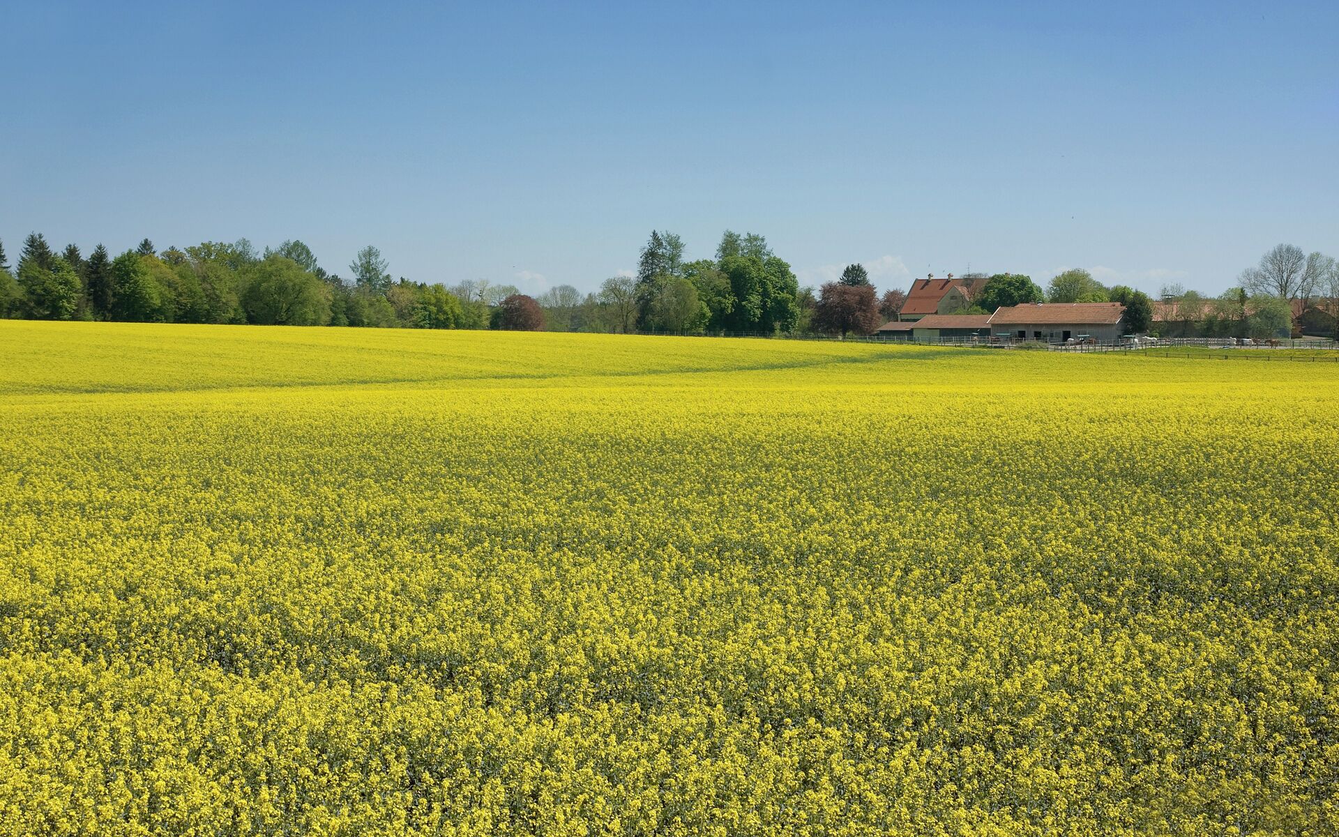 Rapeseed (Brassica napus), also known as rape, oilseed rape, rapa, rapaseed and (in the case of one particular group of cultivars) canola, is a bright yellow flowering member of the family Brassicaceae (mustard or cabbage family).