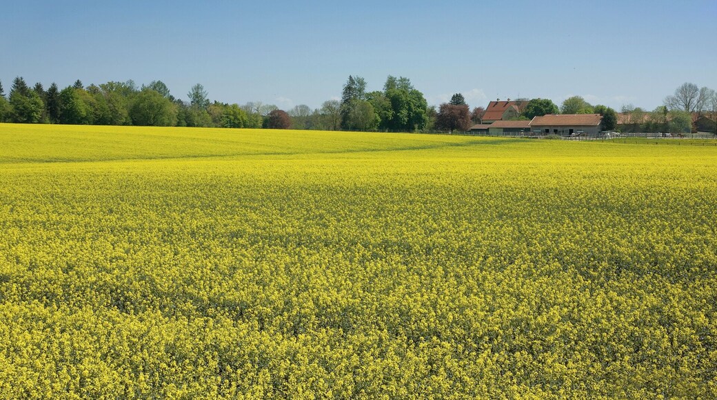 Rapeseed (Brassica napus), also known as rape, oilseed rape, rapa, rapaseed and (in the case of one particular group of cultivars) canola, is a bright yellow flowering member of the family Brassicaceae (mustard or cabbage family).
