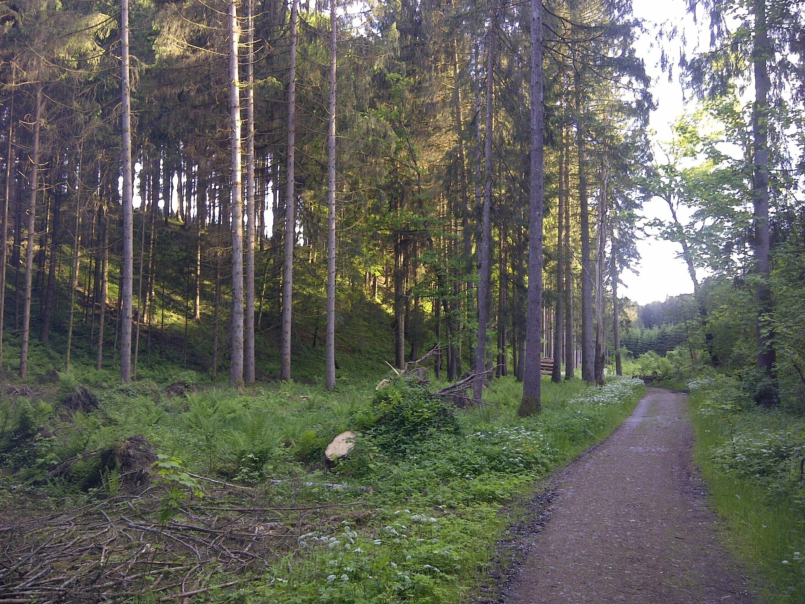 Trockental bei Oberhaching, nahe dem Ortsteil Ödenpullach. Durch Schmelzwasser aus dem Deininger Gletscherlobus wurde das Trockental herauserodiert. Nagelfluh Ablagerungen der eiszeitlichen Ablagerungen der Würm-Morände treten an einigen ehemaligen Steinbrüchen gut erkennbar zu Tage. Geotop 184R002.