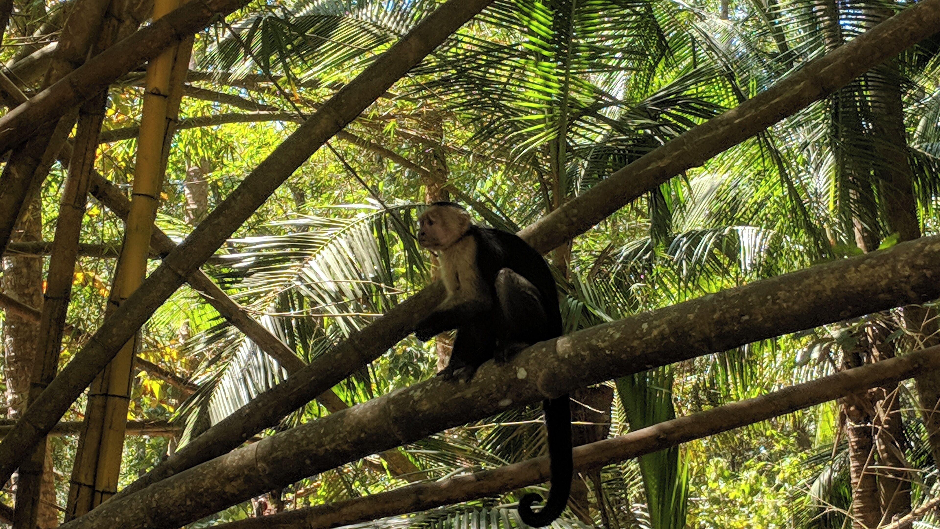 Hanging around Playa Curú.