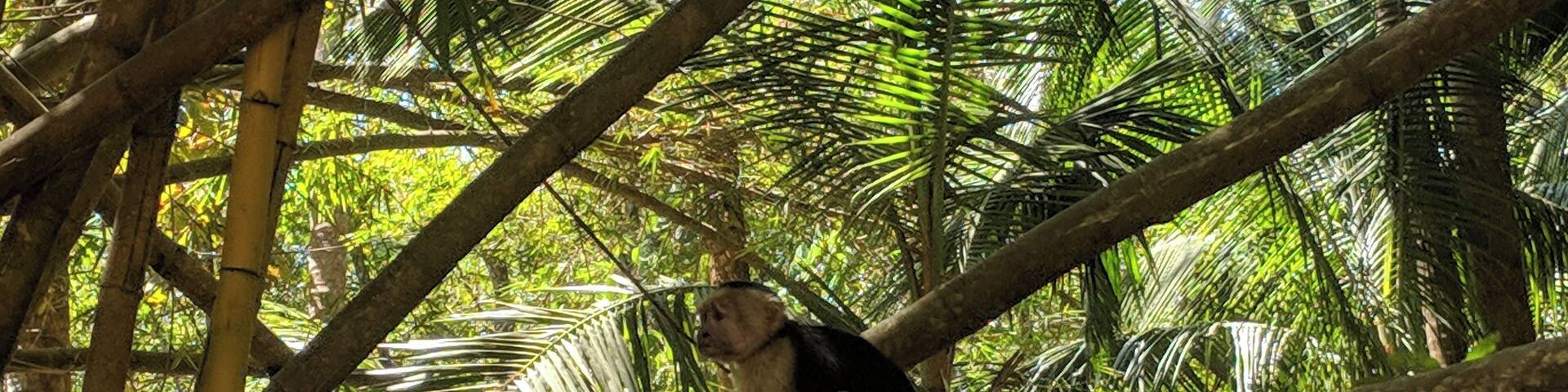 A monkey on a tree branch surrounded by dense foliage.