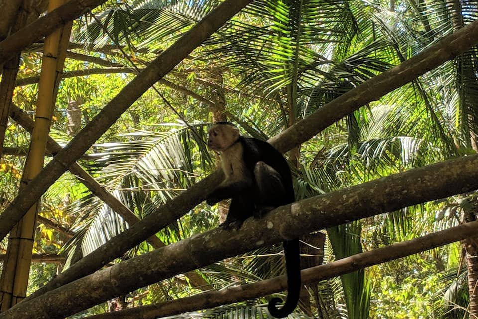 Un singe perché sur une branche d’arbre, entouré d’un feuillage dense.