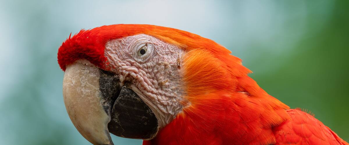 Portrait photograph of a scarlet macaw head. Paquera, Costa Rica
