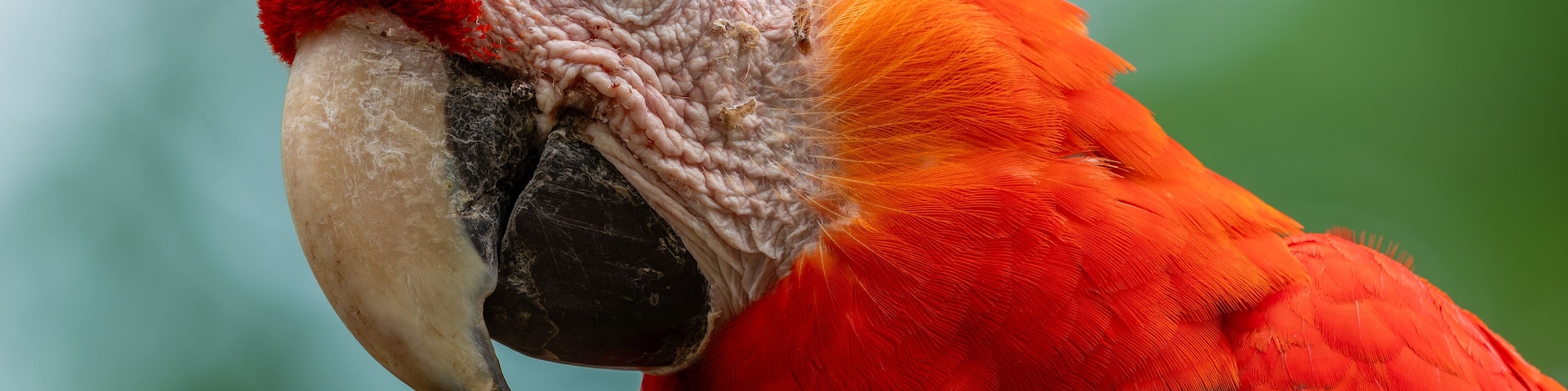 Primer plano de un loro rojo con un pico y un ojo llamativos.
